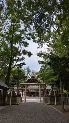新琴似神社の鳥居