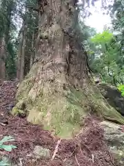 山王神社の自然