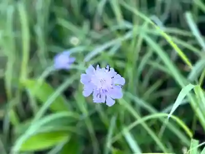 禰固岳神社の自然