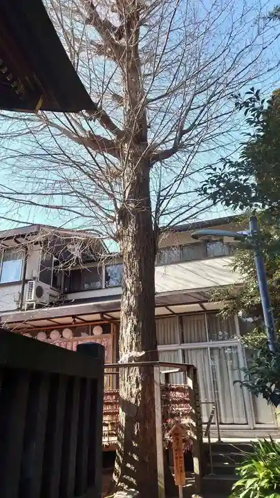 越谷香取神社の自然