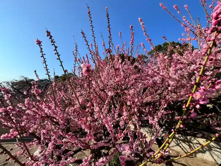 結城神社の{uncategorized: "未分類", other: "その他", undefined: "問題あり", building: "その他建物", grave: "お墓", sacred_gate: "鳥居", guardian: "狛犬", statue: "像", buddha: "仏像", history: "歴史", nature: "自然", garden: "庭園", animal: "動物", pagoda: "塔", temizu: "手水舎", mountain_gate: "山門・神門", sanctuary: "本殿・本堂", subordinate: "末社・摂社", art: "芸術", scenery: "景色", jizo: "地蔵", ema: "絵馬", goshuin: "御朱印", omikuji: "おみくじ", items: "授与品その他", amulet: "お守り", goshuincho: "御朱印帳", eats: "食事", festival: "お祭り", votive_dance: "神楽", shichigosan: "七五三参", wedding: "結婚式", experience: "体験その他", initially: "初詣", around: "周辺", anti_infection: "感染症対策"}