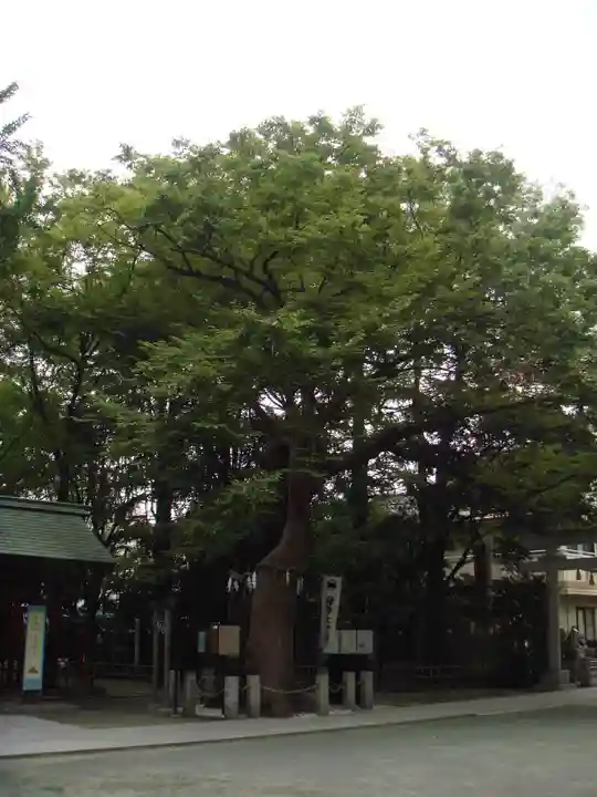 新田神社の自然