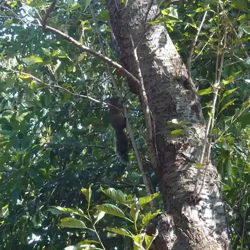 安房口神社(神奈川県)