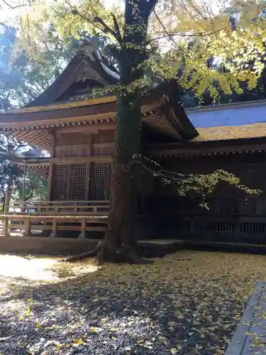 秦神社の本殿