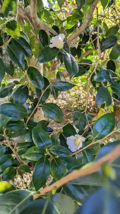神光院(京都府)