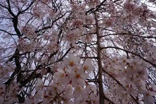 本満寺（本願満足寺）の自然