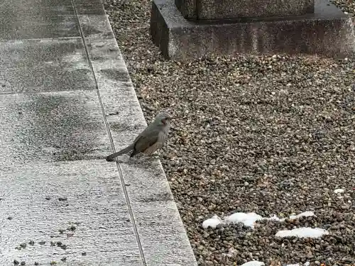 行田八幡神社の{uncategorized: "未分類", other: "その他", undefined: "問題あり", building: "その他建物", grave: "お墓", sacred_gate: "鳥居", guardian: "狛犬", statue: "像", buddha: "仏像", history: "歴史", nature: "自然", garden: "庭園", animal: "動物", pagoda: "塔", temizu: "手水舎", mountain_gate: "山門・神門", sanctuary: "本殿・本堂", subordinate: "末社・摂社", art: "芸術", scenery: "景色", jizo: "地蔵", ema: "絵馬", goshuin: "御朱印", omikuji: "おみくじ", items: "授与品その他", amulet: "お守り", goshuincho: "御朱印帳", eats: "食事", festival: "お祭り", votive_dance: "神楽", shichigosan: "七五三参", wedding: "結婚式", experience: "体験その他", initially: "初詣", around: "周辺", anti_infection: "感染症対策"}
