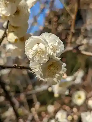 城南宮(京都府)