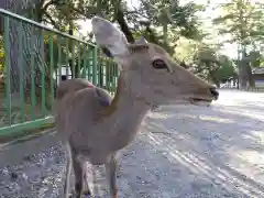 興福寺の動物