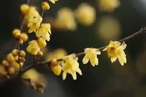 沙沙貴神社の自然