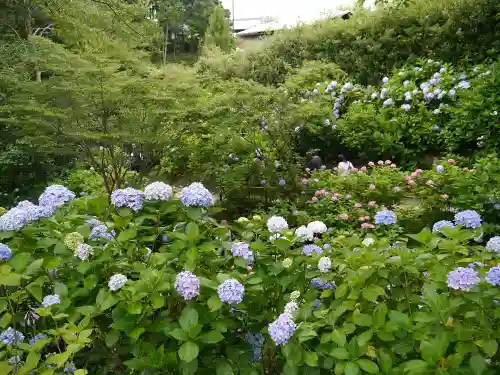 矢田寺の自然