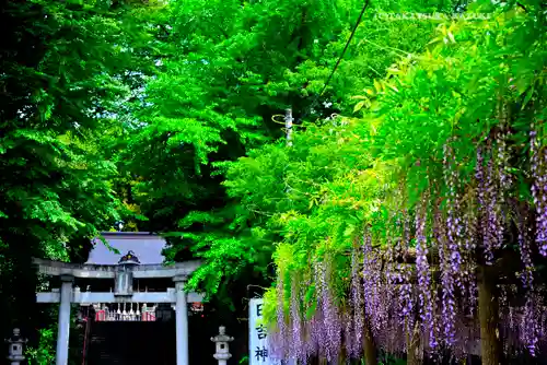 日吉神社(東京都)