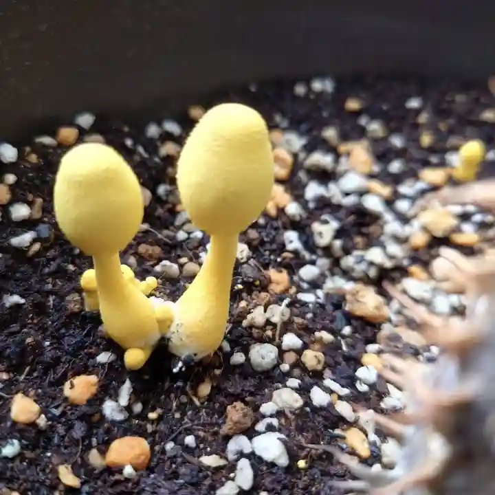 成田山大照寺(北海道)