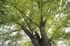 東八幡神社(埼玉県)