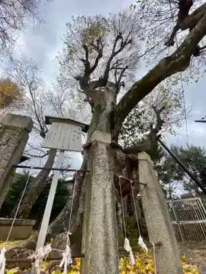 宇賀神社の自然