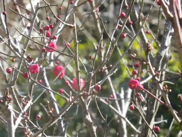 荏柄天神社の自然