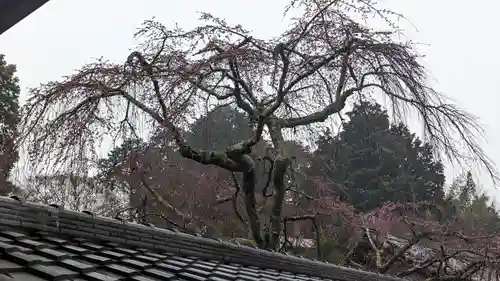 十輪寺(京都府)