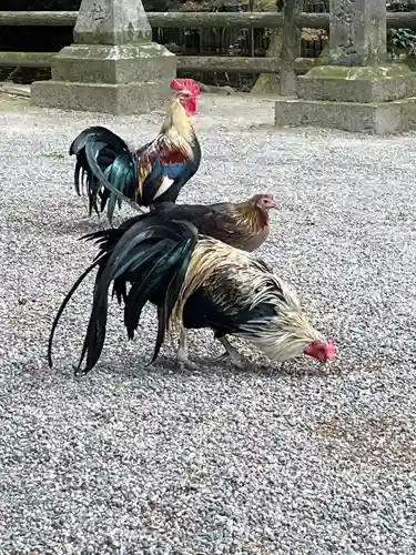 石上神宮(奈良県)