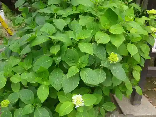 極楽寺（霊鷲山感應院極楽律寺）の自然