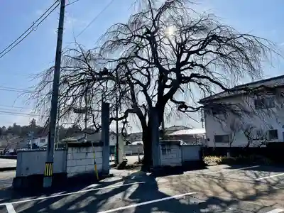 台林寺(栃木県)