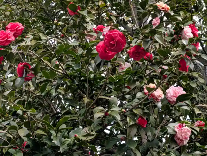 城南宮の{uncategorized: "未分類", other: "その他", undefined: "問題あり", building: "その他建物", grave: "お墓", sacred_gate: "鳥居", guardian: "狛犬", statue: "像", buddha: "仏像", history: "歴史", nature: "自然", garden: "庭園", animal: "動物", pagoda: "塔", temizu: "手水舎", mountain_gate: "山門・神門", sanctuary: "本殿・本堂", subordinate: "末社・摂社", art: "芸術", scenery: "景色", jizo: "地蔵", ema: "絵馬", goshuin: "御朱印", omikuji: "おみくじ", items: "授与品その他", amulet: "お守り", goshuincho: "御朱印帳", eats: "食事", festival: "お祭り", votive_dance: "神楽", shichigosan: "七五三参", wedding: "結婚式", experience: "体験その他", initially: "初詣", around: "周辺", anti_infection: "感染症対策"}