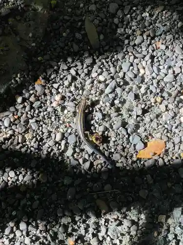 伊勢神宮外宮（豊受大神宮）の動物