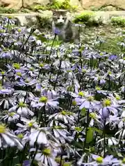 修那羅山安宮神社(長野県)