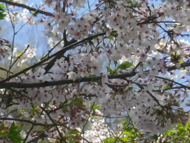 御霊神社の自然