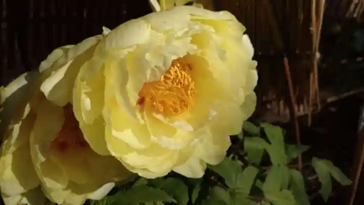 上野東照宮の庭園