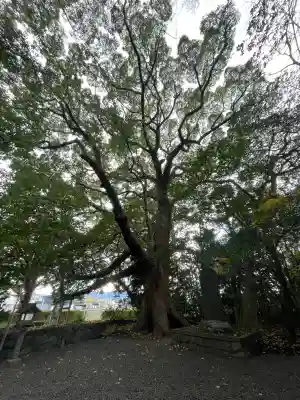 御薗神社の{uncategorized: "未分類", other: "その他", undefined: "問題あり", building: "その他建物", grave: "お墓", sacred_gate: "鳥居", guardian: "狛犬", statue: "像", buddha: "仏像", history: "歴史", nature: "自然", garden: "庭園", animal: "動物", pagoda: "塔", temizu: "手水舎", mountain_gate: "山門・神門", sanctuary: "本殿・本堂", subordinate: "末社・摂社", art: "芸術", scenery: "景色", jizo: "地蔵", ema: "絵馬", goshuin: "御朱印", omikuji: "おみくじ", items: "授与品その他", amulet: "お守り", goshuincho: "御朱印帳", eats: "食事", festival: "お祭り", votive_dance: "神楽", shichigosan: "七五三参", wedding: "結婚式", experience: "体験その他", initially: "初詣", around: "周辺", anti_infection: "感染症対策"}