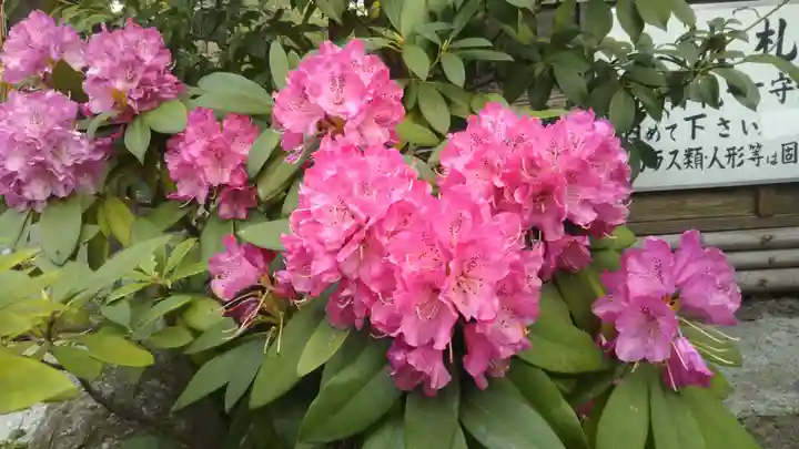 菊田神社の自然