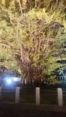 葛飾八幡宮の自然