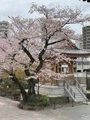 伝通院(東京都)