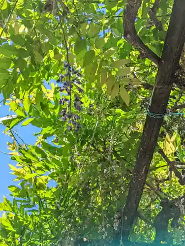 立木神社の自然