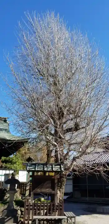 白髭神社の自然