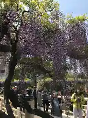 亀戸天神社の庭園