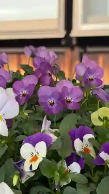 東郷寺(東京都)