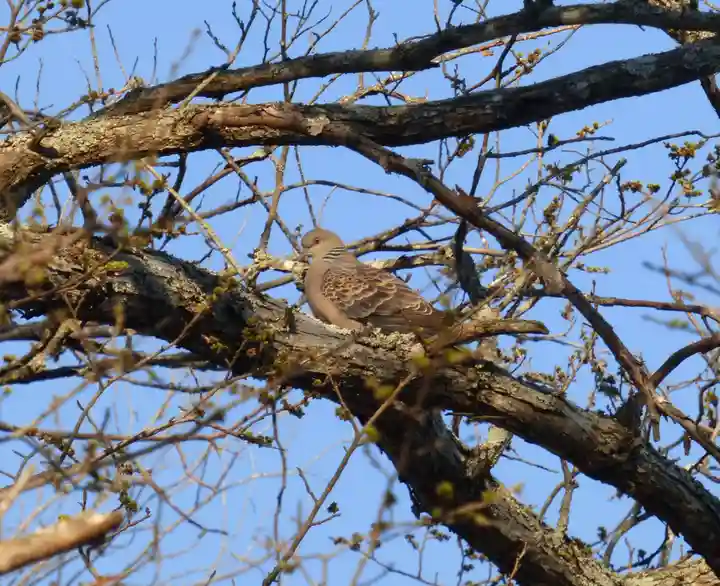 留辺蘂神社の動物