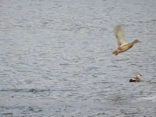 崇神天皇　山邊道勾岡上陵の動物