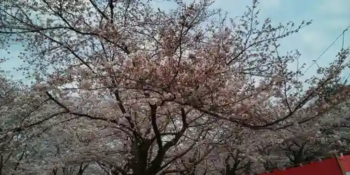 平野神社(京都府)