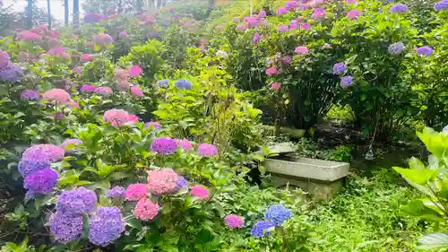 三室戸寺(京都府)