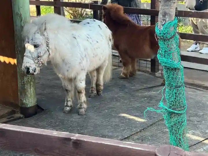 五方山熊野神社の{uncategorized: "未分類", other: "その他", undefined: "問題あり", building: "その他建物", grave: "お墓", sacred_gate: "鳥居", guardian: "狛犬", statue: "像", buddha: "仏像", history: "歴史", nature: "自然", garden: "庭園", animal: "動物", pagoda: "塔", temizu: "手水舎", mountain_gate: "山門・神門", sanctuary: "本殿・本堂", subordinate: "末社・摂社", art: "芸術", scenery: "景色", jizo: "地蔵", ema: "絵馬", goshuin: "御朱印", omikuji: "おみくじ", items: "授与品その他", amulet: "お守り", goshuincho: "御朱印帳", eats: "食事", festival: "お祭り", votive_dance: "神楽", shichigosan: "七五三参", wedding: "結婚式", experience: "体験その他", initially: "初詣", around: "周辺", anti_infection: "感染症対策"}