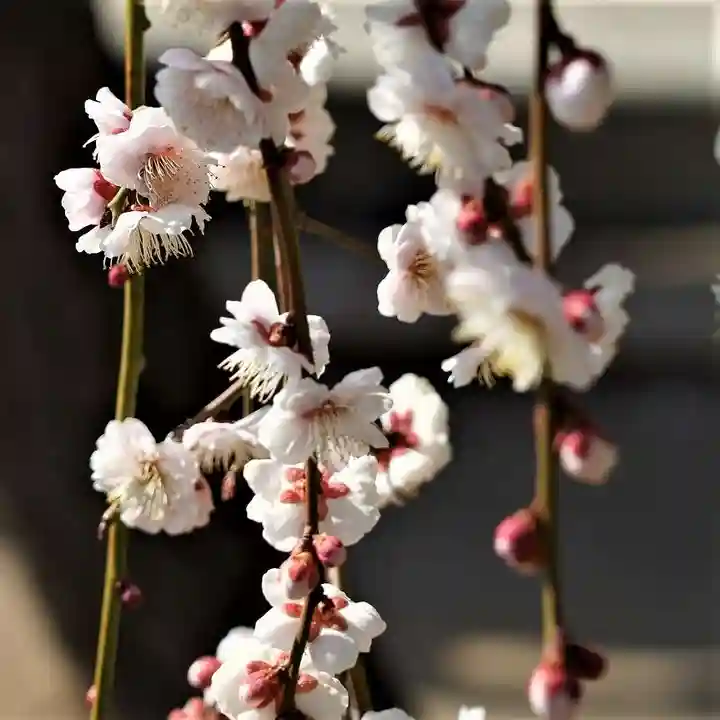 小名浜諏訪神社 ~海の鎮守様~の自然
