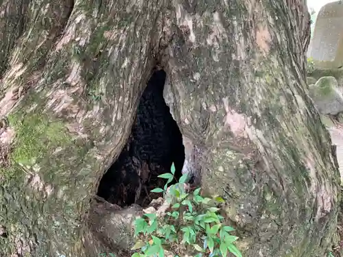 天猷寺の自然