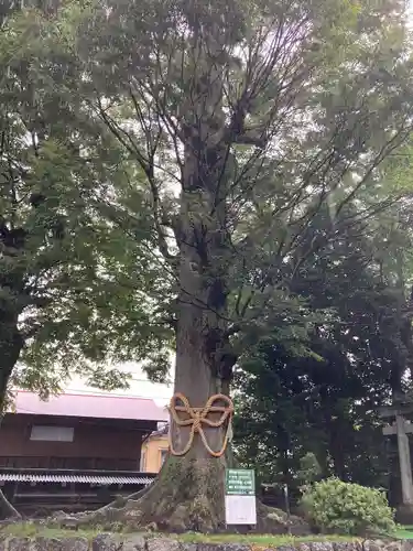 出雲大社相模分祠の自然