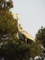 鶴岡八幡宮の動物