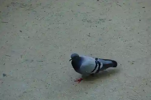 大阪天満宮の動物