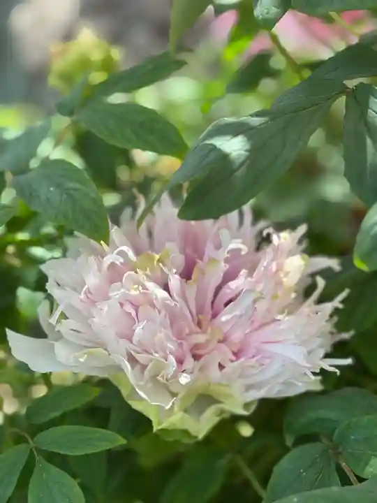 薬師院(兵庫県)