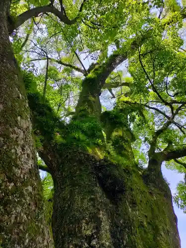藤白神社の自然