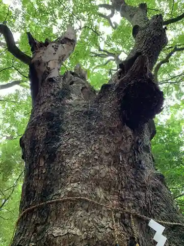 生田神社の自然